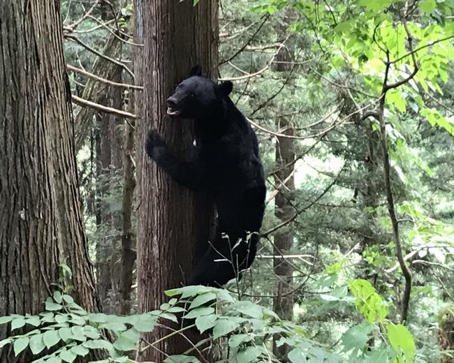 ツキノワグマについての注意事項 福井市ホームページ