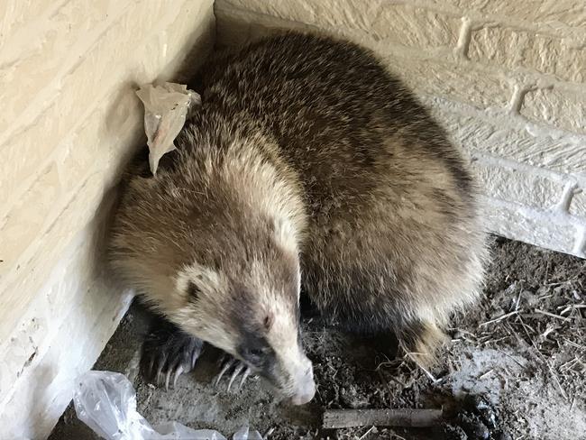 福井市で目撃される小動物について 福井市ホームページ