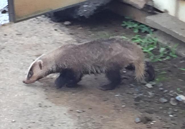 badger2