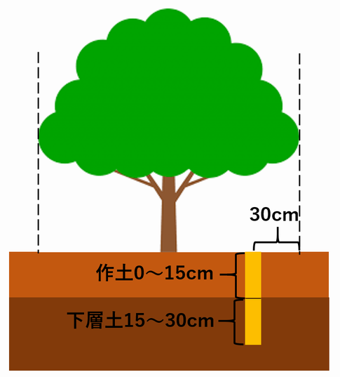 果樹　正面