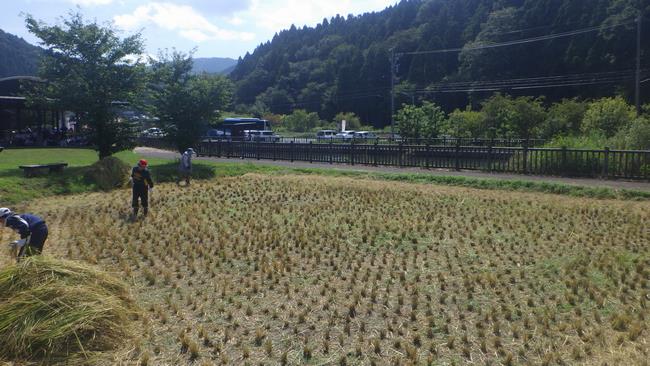 刈り取り後田んぼ