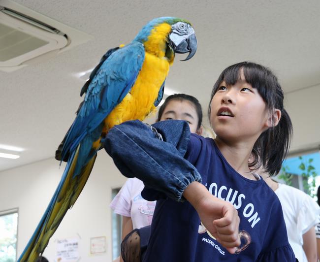 ルリコンゴウインコ「マコちゃん」